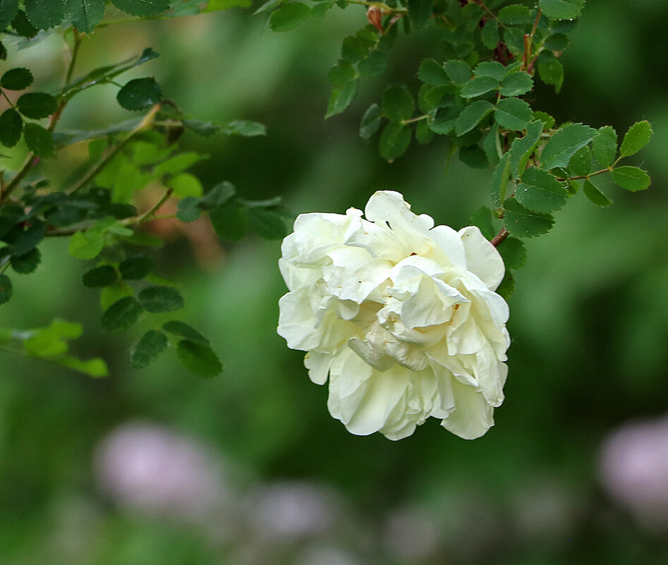 Махровый шиповник - Светлана 