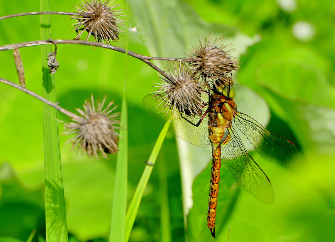Стрекозы конца мая 5 - Александр Прокудин Стрекозы конца мая 5 - Александр Прокудин