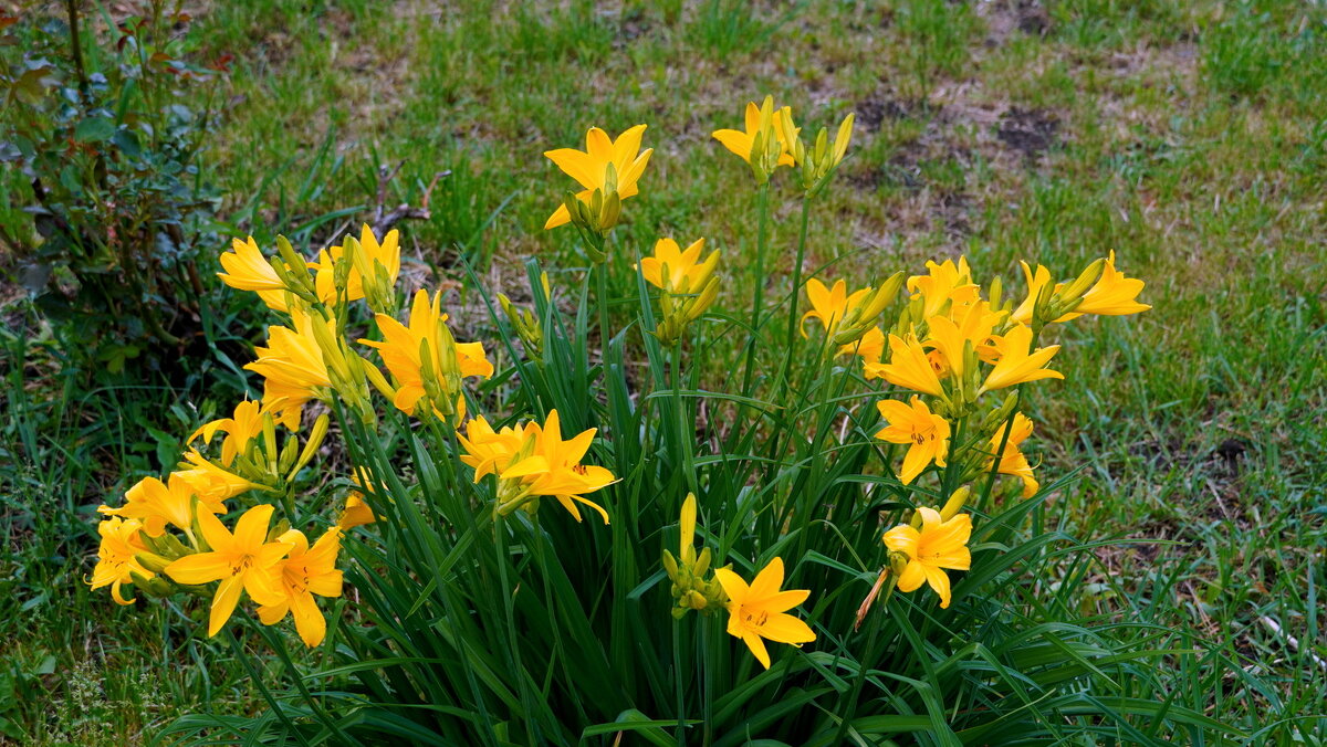 Лилейник. - Alex 711402