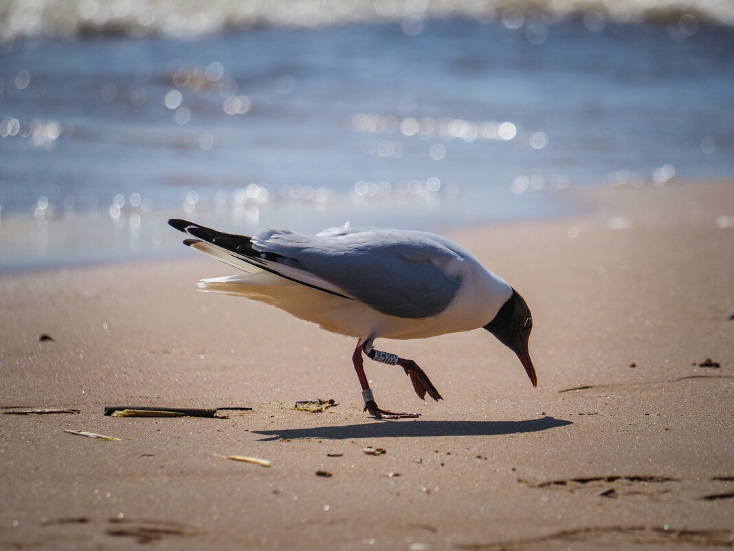 Чаячья жизнь - Магомед .