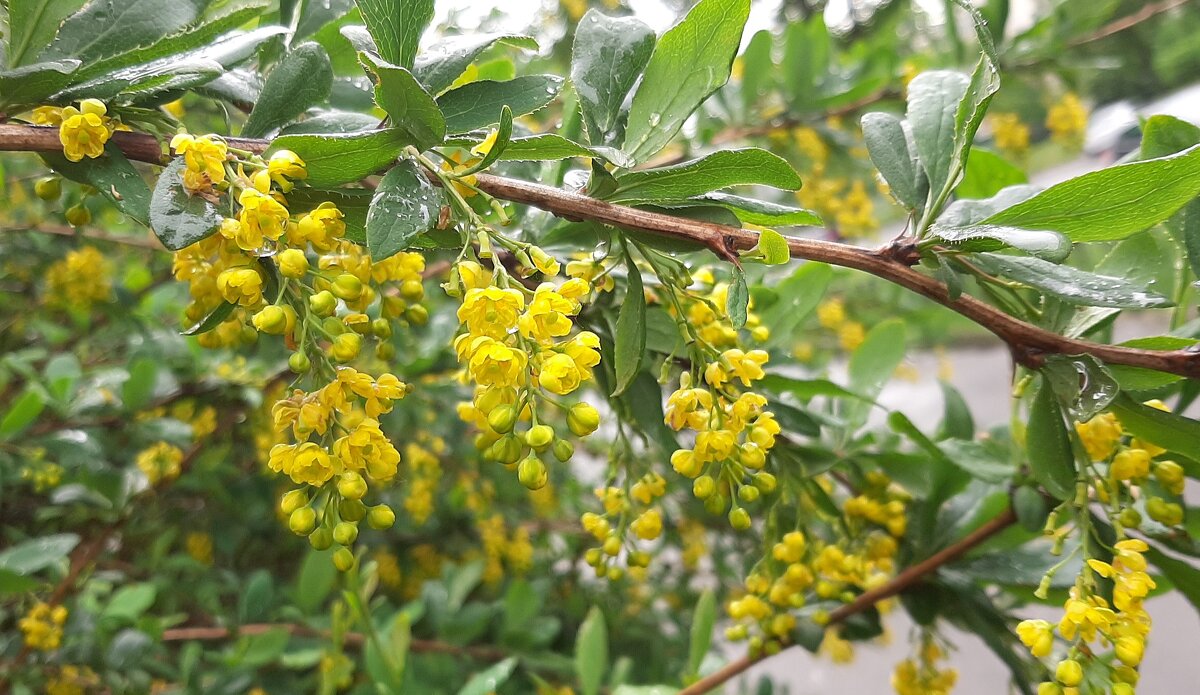 Был месяц май. Барбарис - Наталья Герасимова Был месяц май. Барбарис - Наталья Герасимова