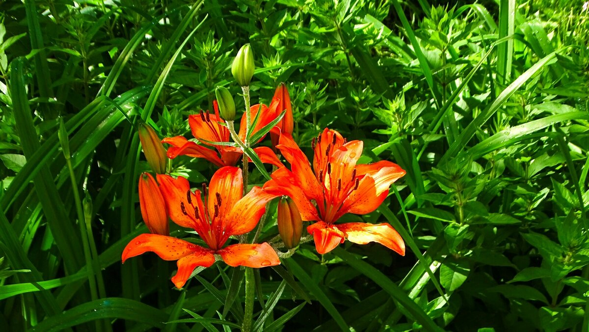 Оранжевые лилии в первый день лета. - Милешкин Владимир Алексеевич 