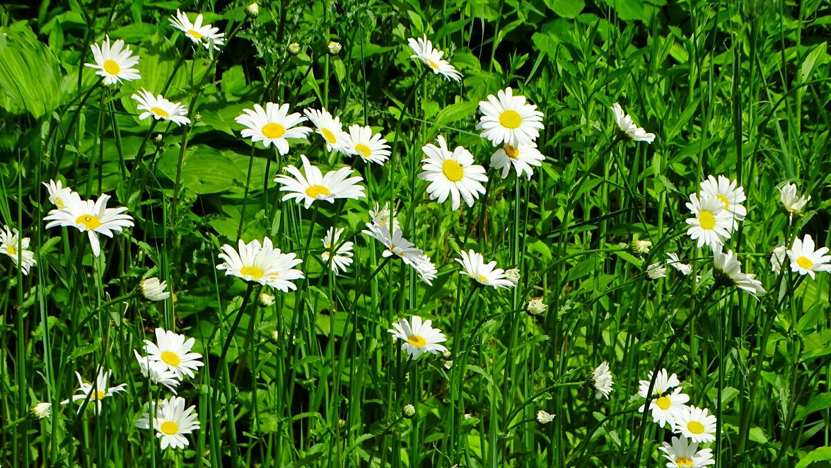 Цветы, знакомые с детства. - Милешкин Владимир Алексеевич Цветы, знакомые с детства. - Милешкин Владимир Алексеевич