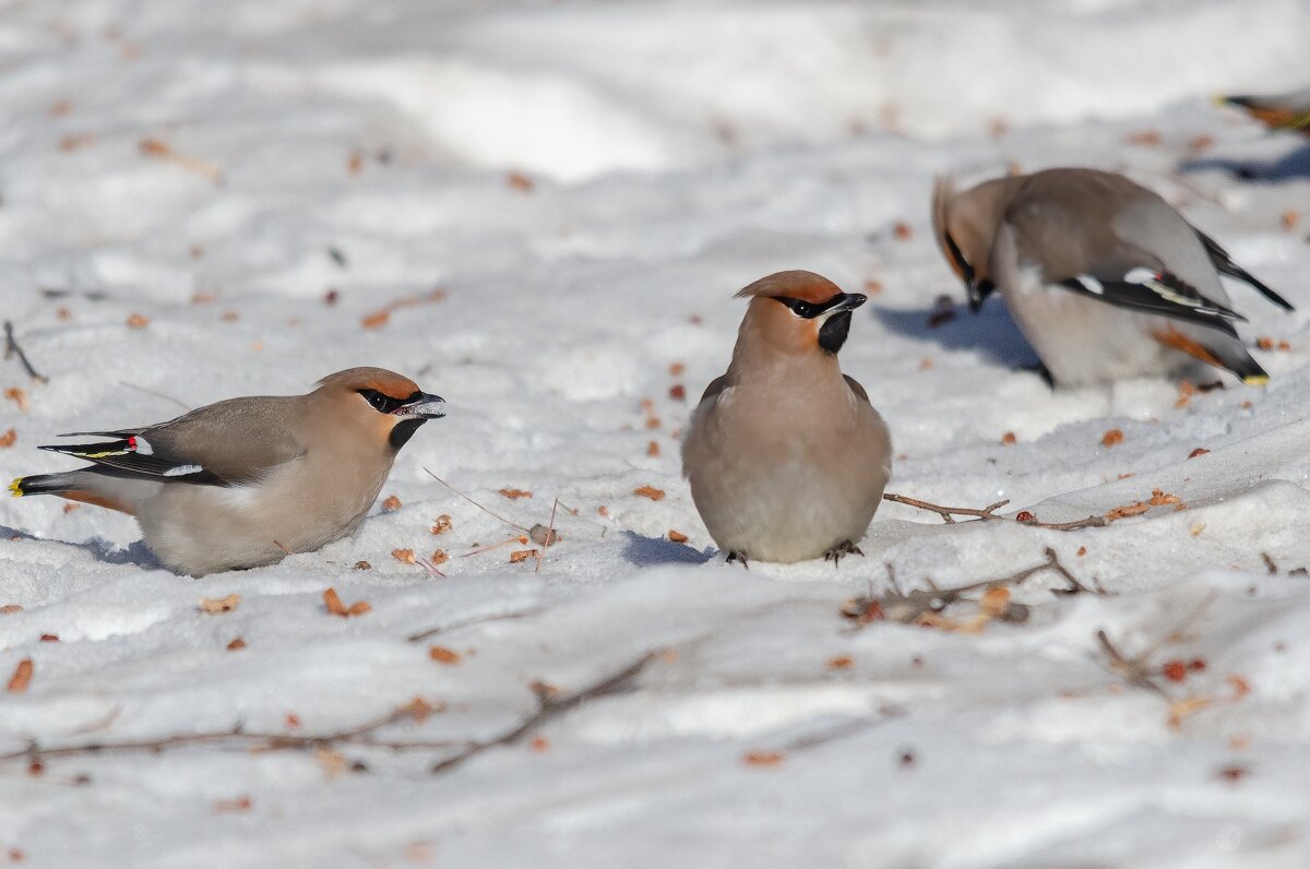 Свиристели. - Виктор Иванович Чернюк Свиристели. - Виктор Иванович Чернюк