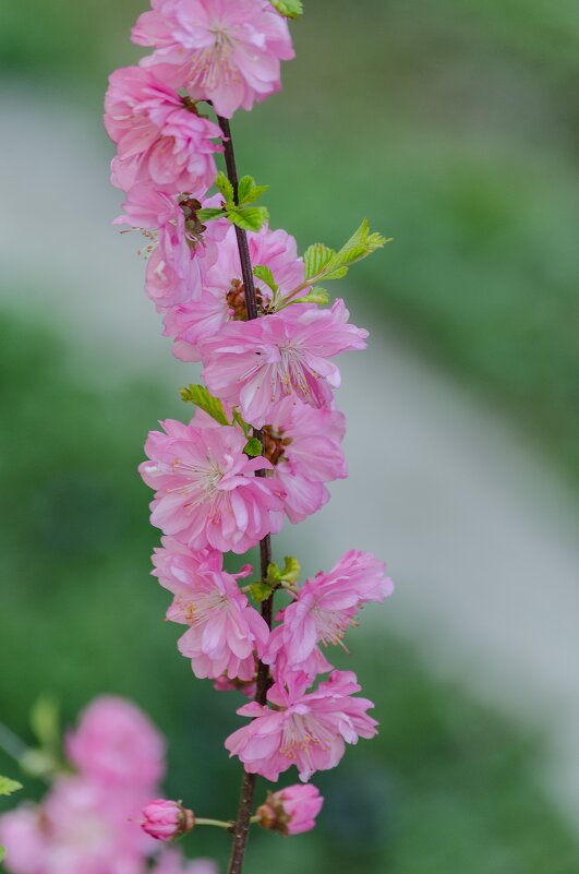 *** - Виктор Иванович Чернюк