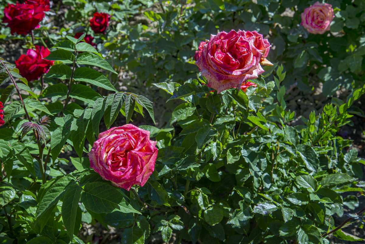 Розы - Анатолий Чикчирный