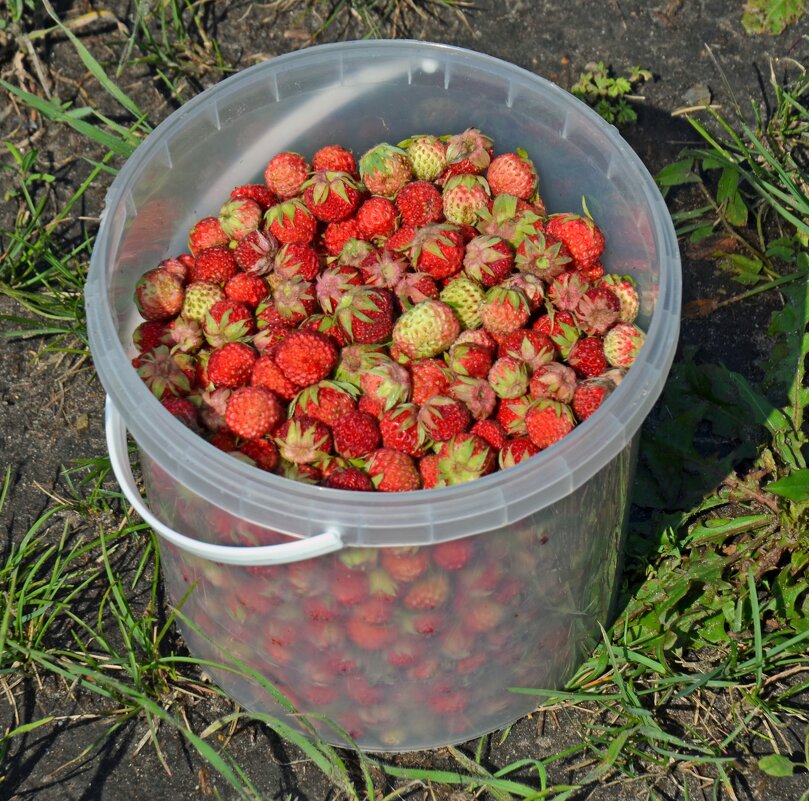 Земляника. Урожай 2025 - Сергей М Земляника. Урожай 2025 - Сергей М