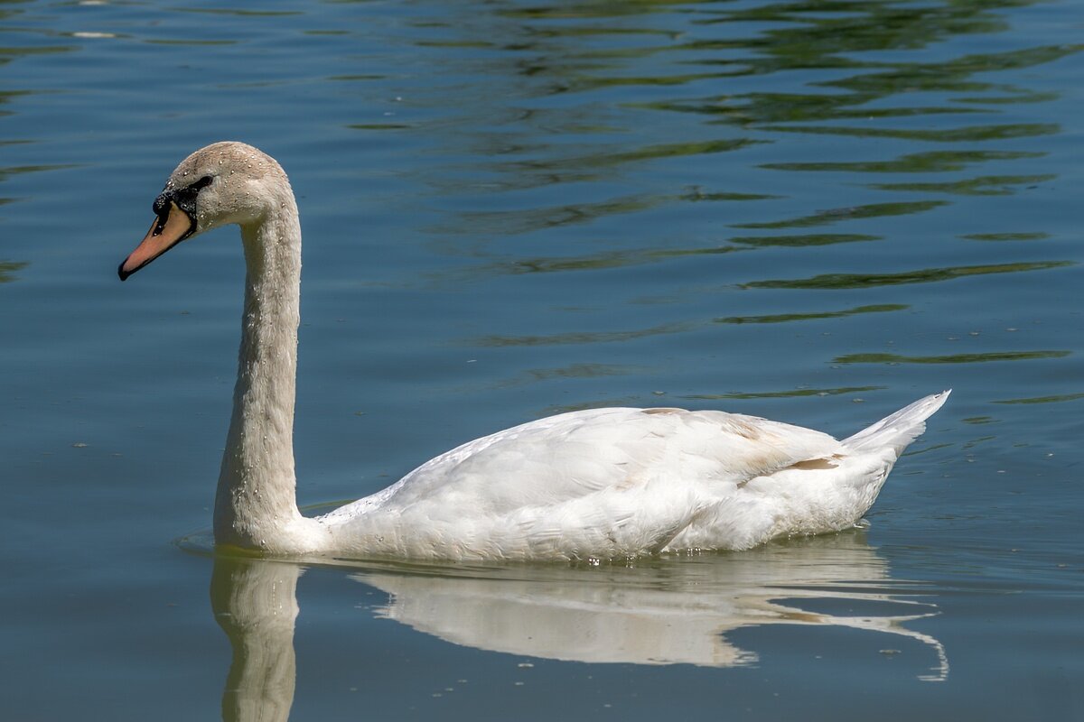 Белый лебедь - Игорь Сикорский Белый лебедь - Игорь Сикорский