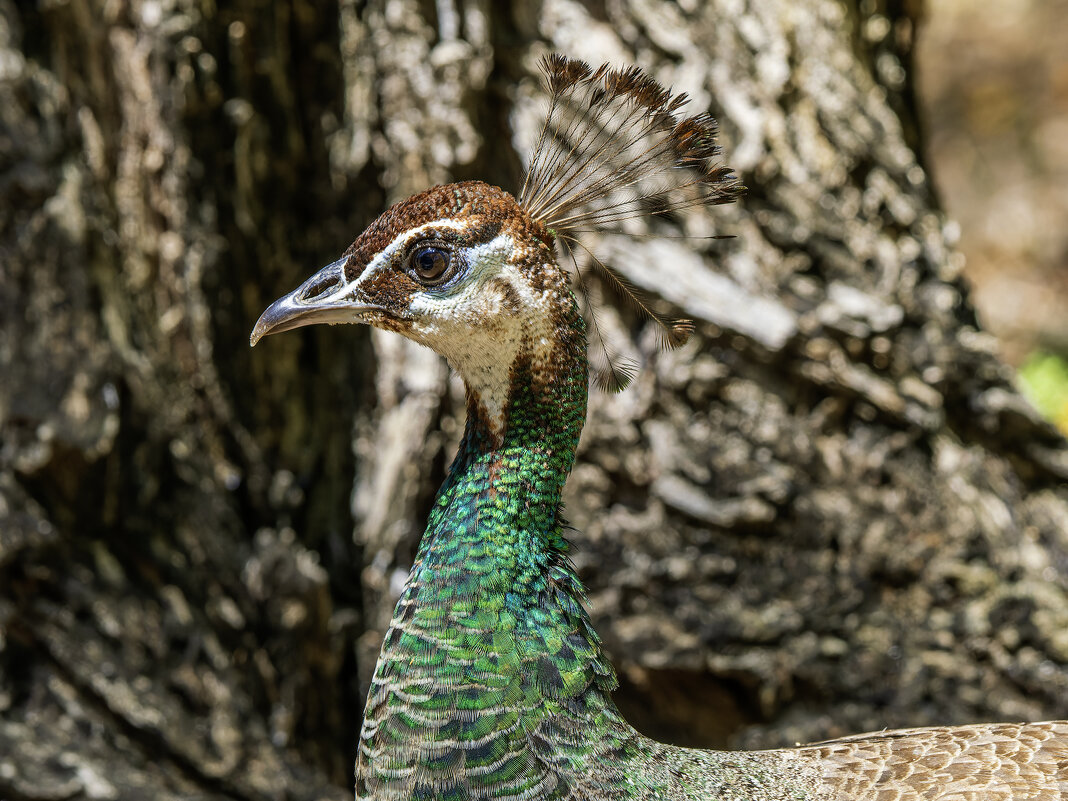 Зелёный павлин. - Alexander Amromin