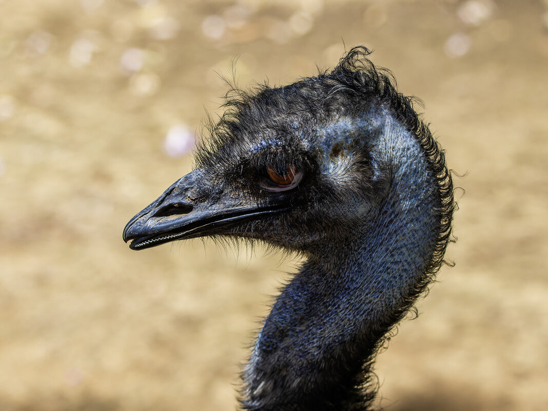 Чёрный эму. - Alexander Amromin