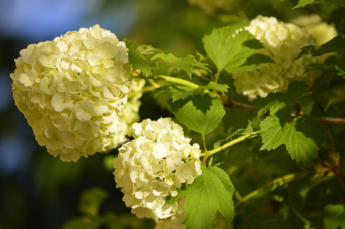Бульденеж - Татьяна Лютаева