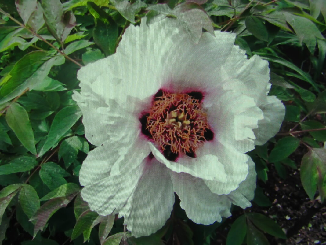 Древовидный пион - Людмила Смородинская