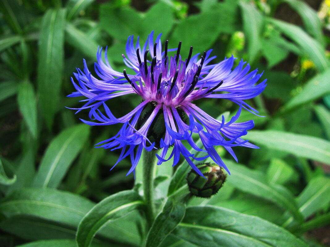 Васильки зацветают - Людмила Смородинская Васильки зацветают - Людмила Смородинская