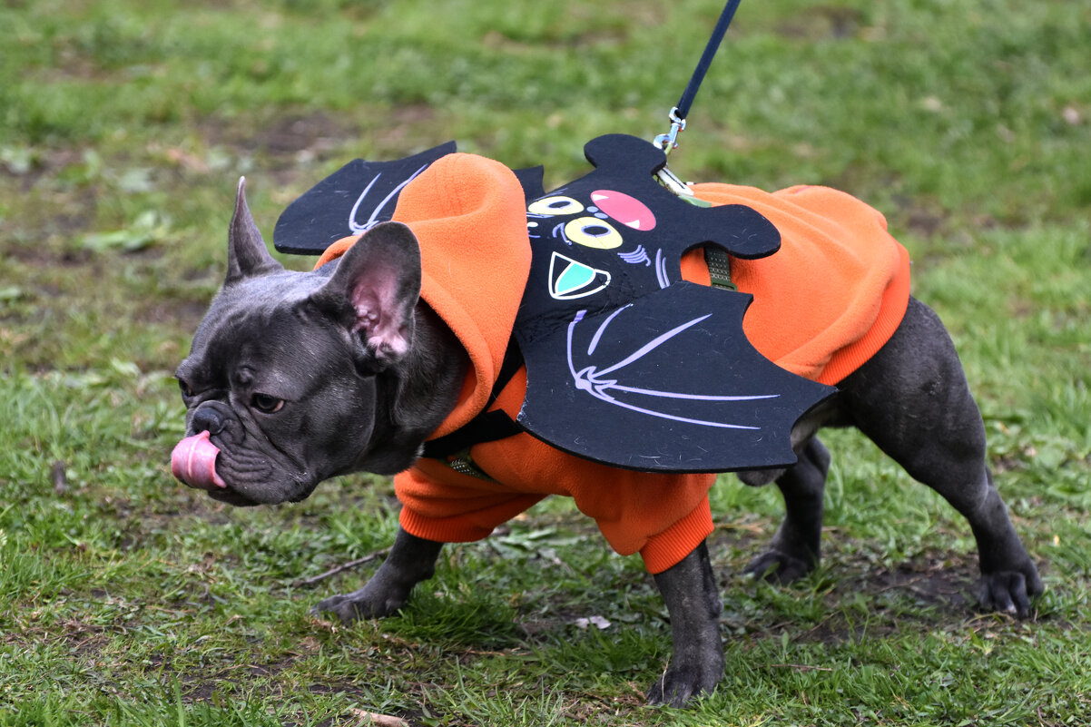 Москва. Парад французских бульдогов в усадьбе «Воронцово». - Наташа *****