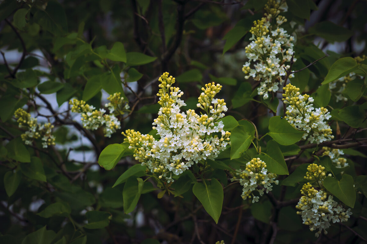 Сирень - Владимир Кроливец Сирень - Владимир Кроливец