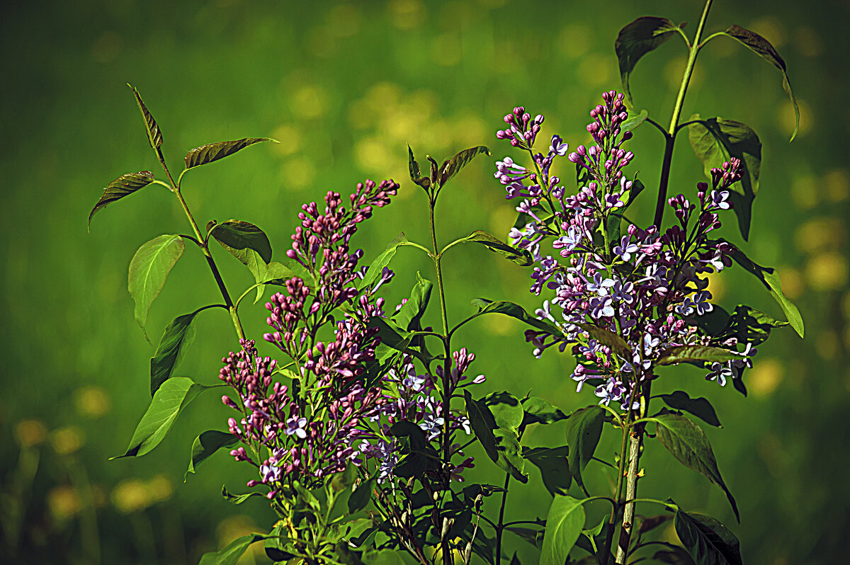 Сирень - Владимир Кроливец Сирень - Владимир Кроливец