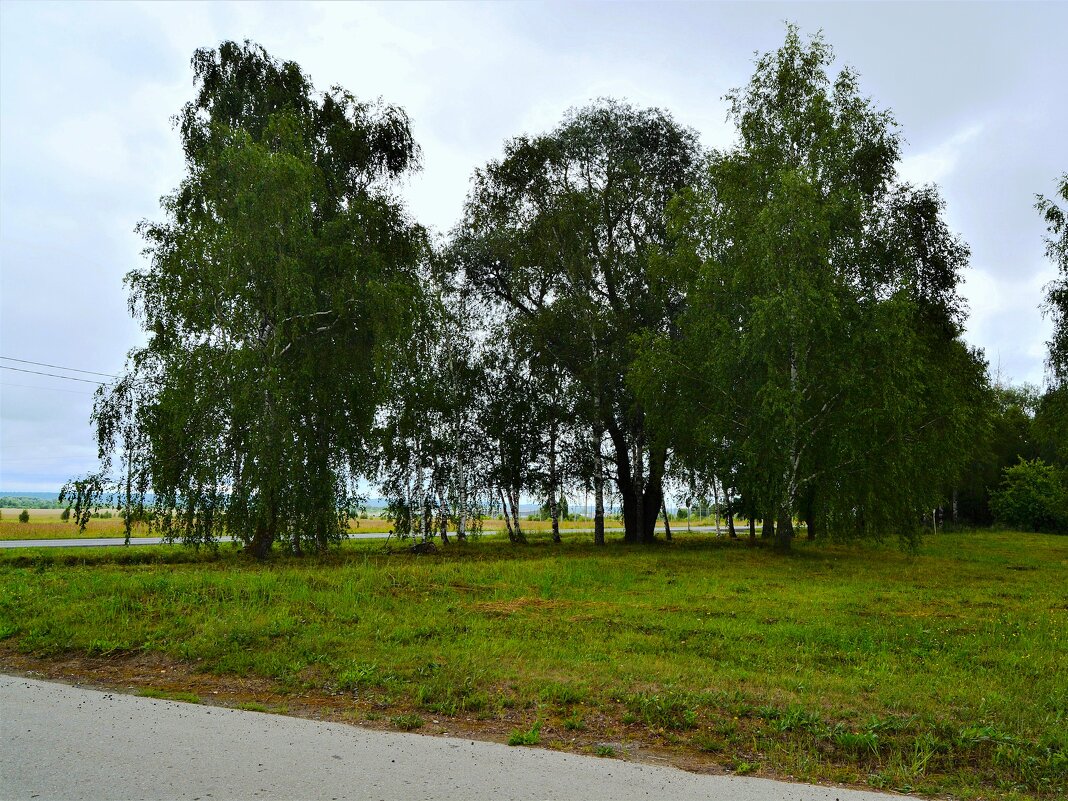 Ядрин. Берёзки северо-западной окраины города. - Пётр Чернега Ядрин. Берёзки северо-западной окраины города. - Пётр Чернега