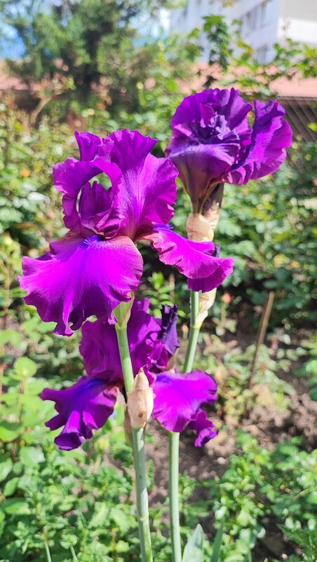 ,,, - Сергей Тимоновский