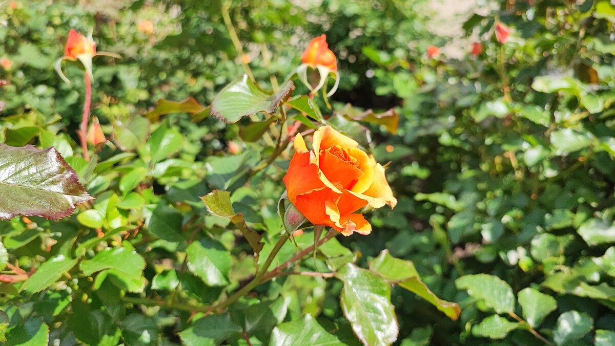 ,,, - Сергей Тимоновский