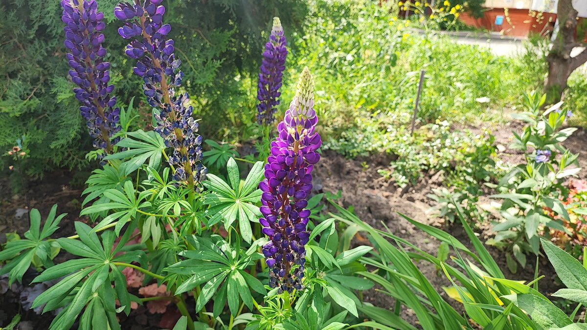 ,,, - Сергей Тимоновский