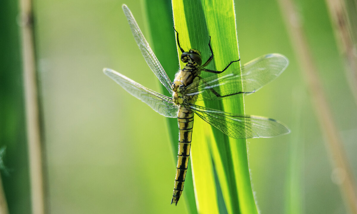 *** - Владимир Безбородов