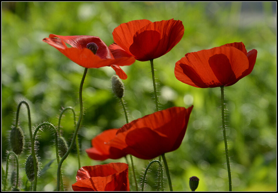 Маки.... - Aleksandr Gal