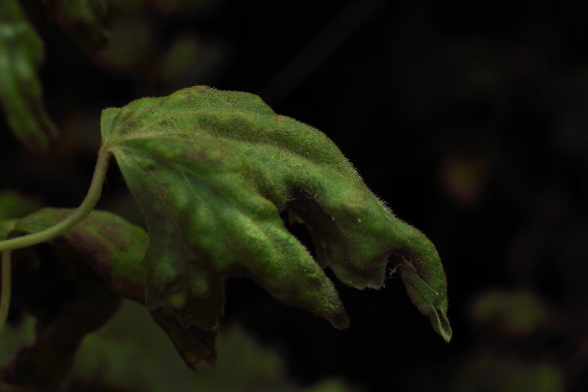 Болезнь смородины - Юрий Гайворонскiий