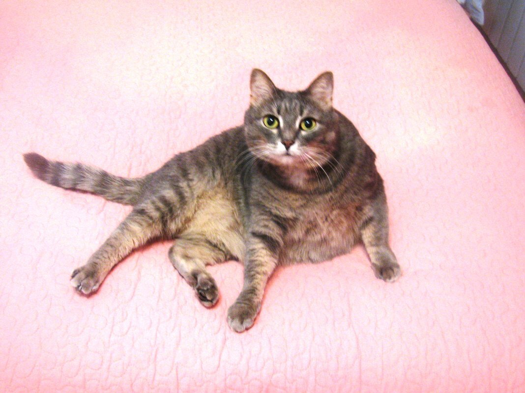 Моя киса Мотя - Наталья Петровна Власова