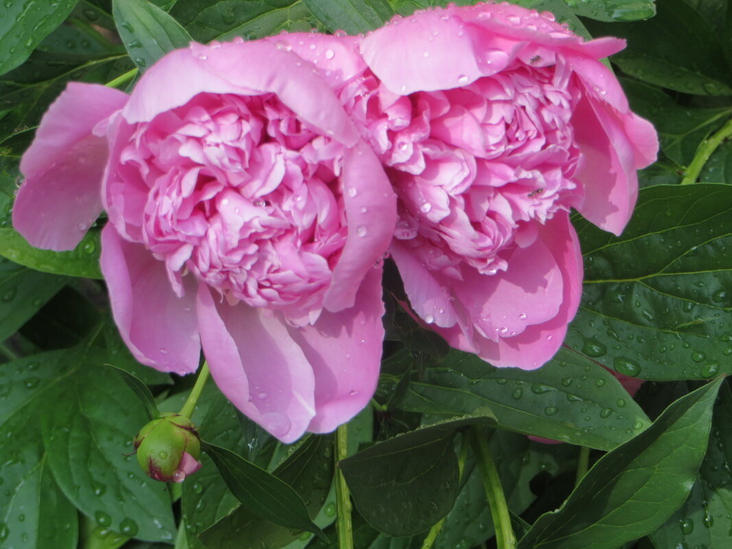 Пара после дождя - Александр Чеботарь Пара после дождя - Александр Чеботарь