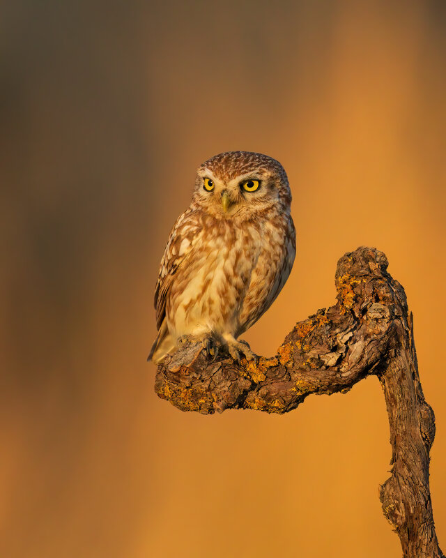 *** - Евгений Фруман *** - Евгений Фруман