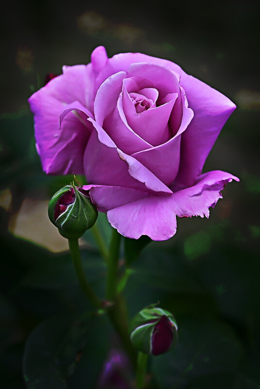 Необычный цвет - B razk