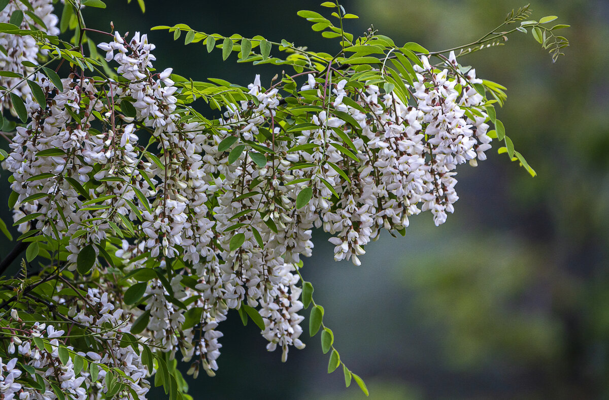 Белая акация - Aleksey Afonin Белая акация - Aleksey Afonin