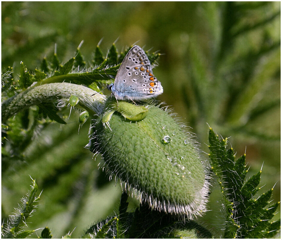 Мак с голубянкой.... - Aleksandr Gal Мак с голубянкой.... - Aleksandr Gal