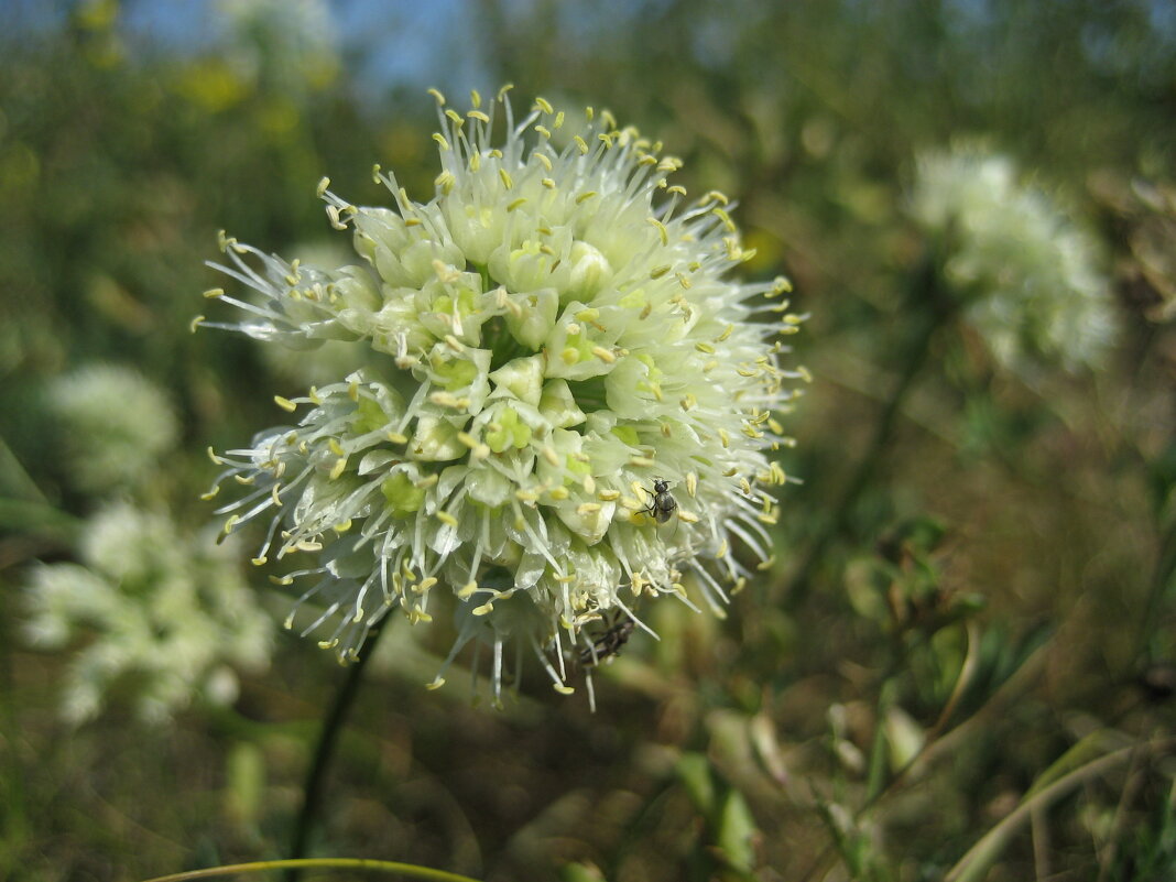 Лук угловатый и мошка ) - Anna Ivanova Лук угловатый и мошка ) - Anna Ivanova
