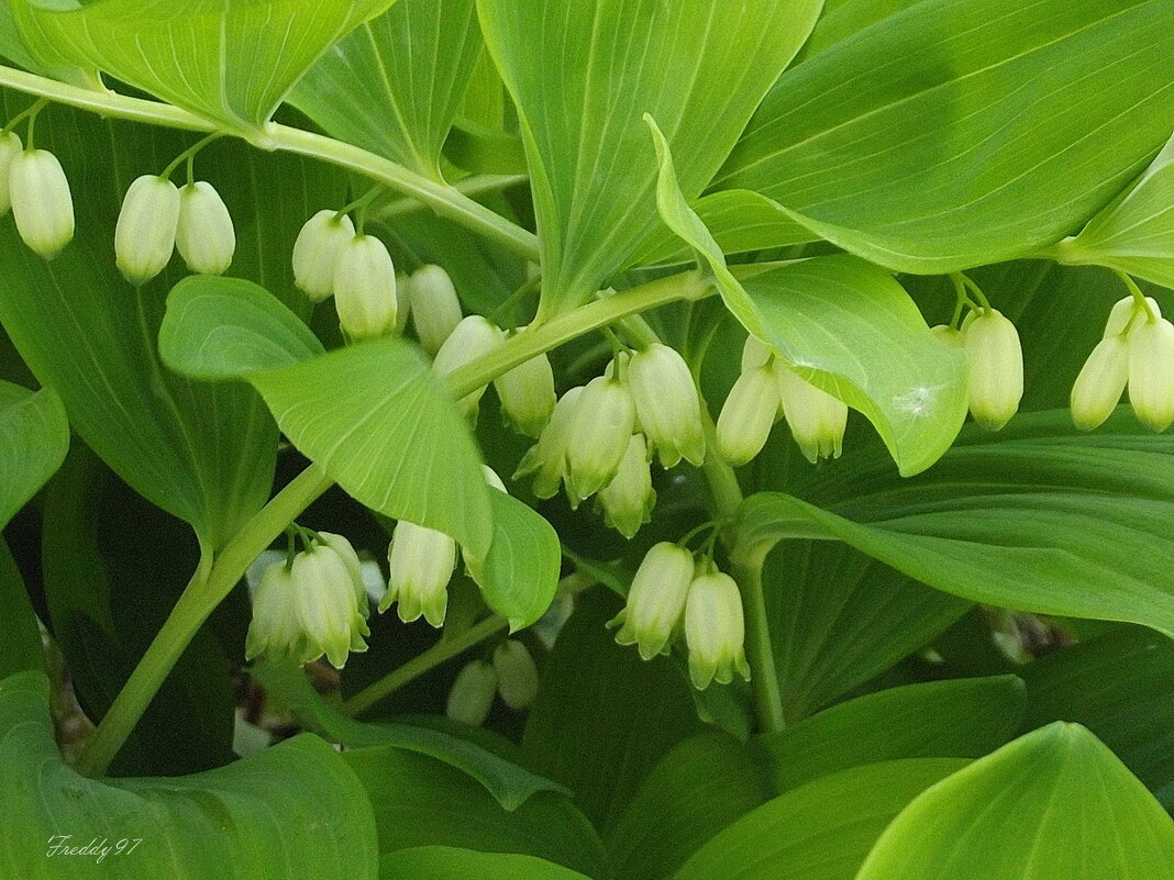 В зарослях купены... - Freddy 97 В зарослях купены... - Freddy 97