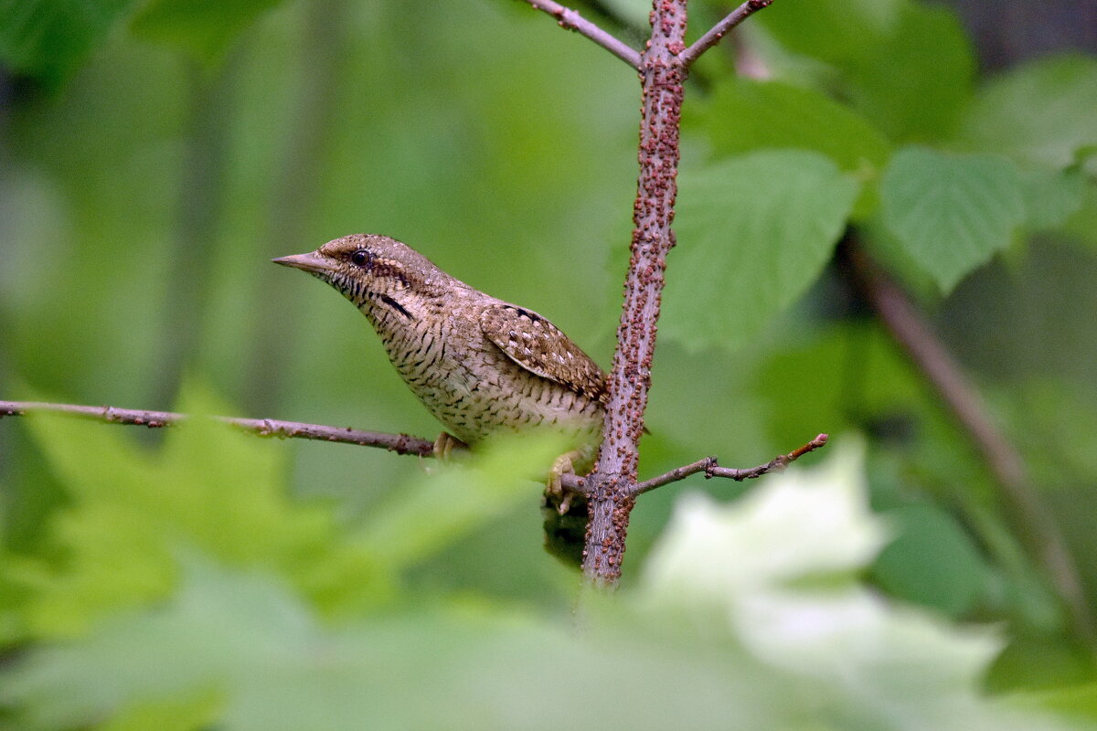 Вертишейка - Алексей . Вертишейка - Алексей .