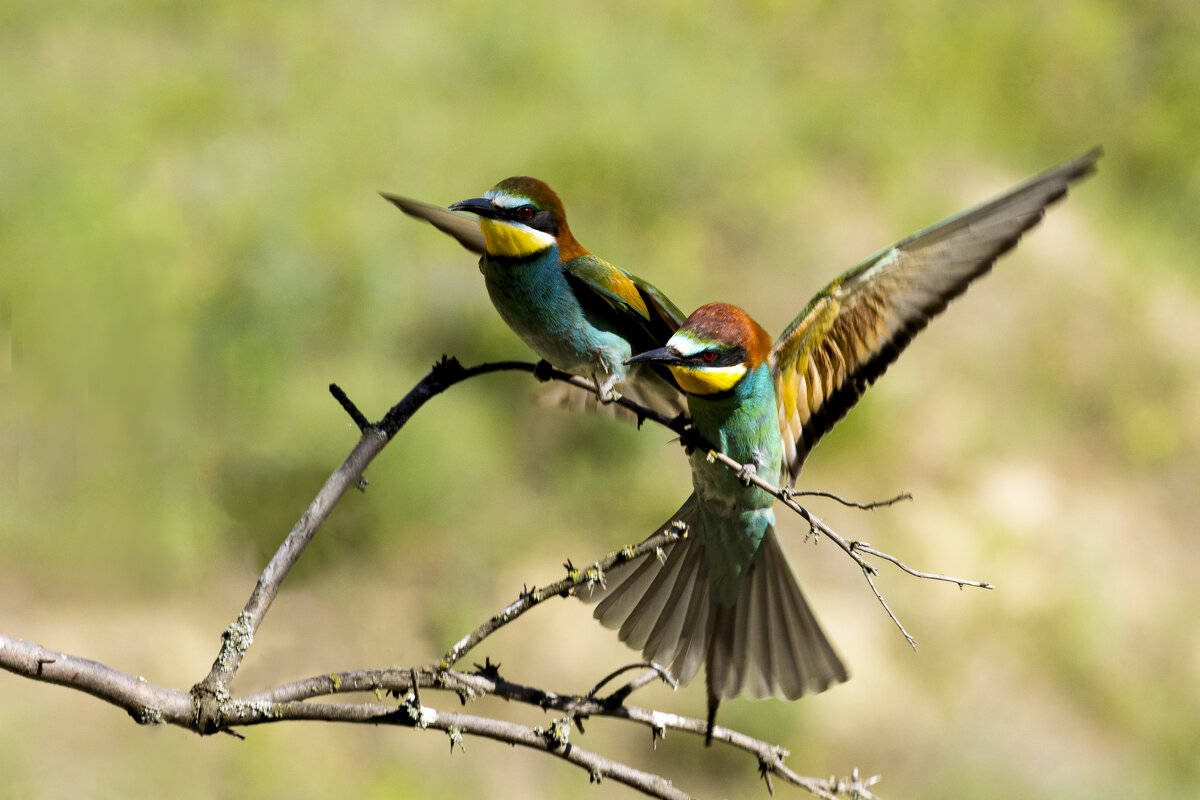 *** - Валерий Черняк