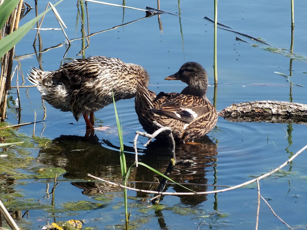 ** - Зоя Мишина