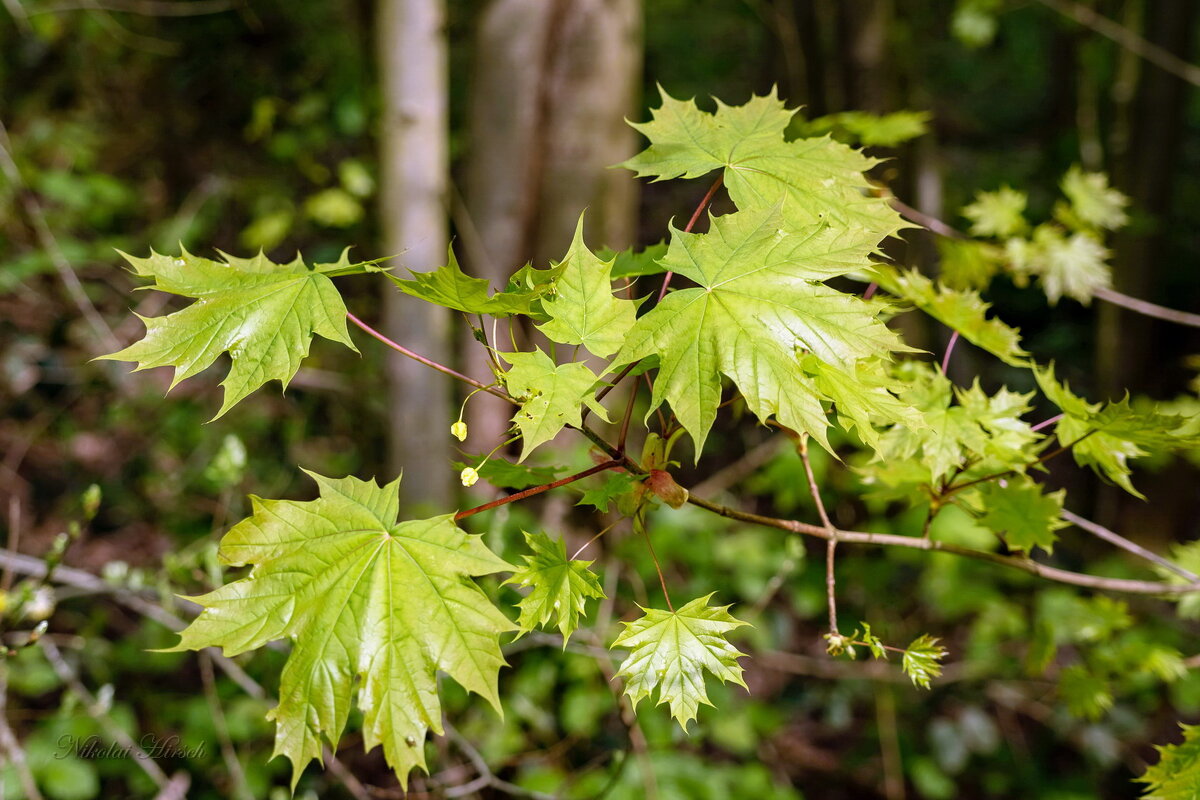 Молодые листья клёна... - Николай Гирш Молодые листья клёна... - Николай Гирш
