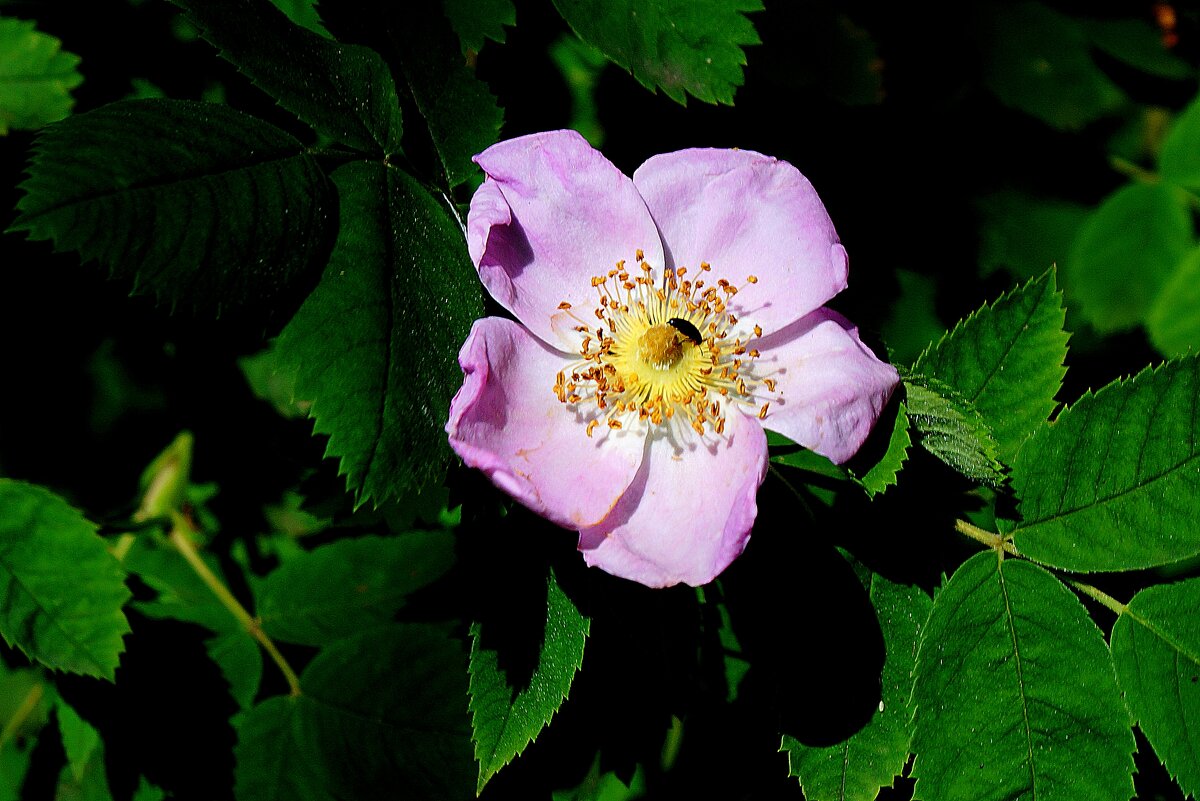 *** - Леонид leo *** - Леонид leo