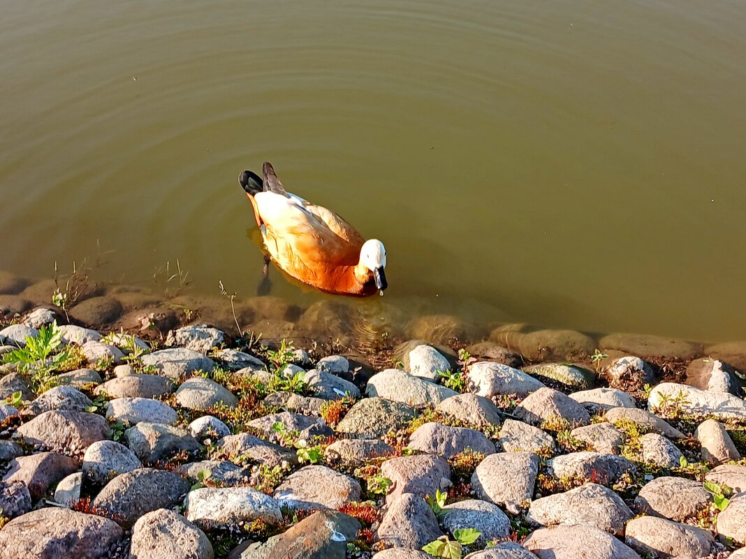 Огарь. - Лия ☼