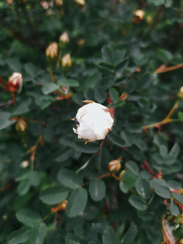 Роза - Любовь Иванова