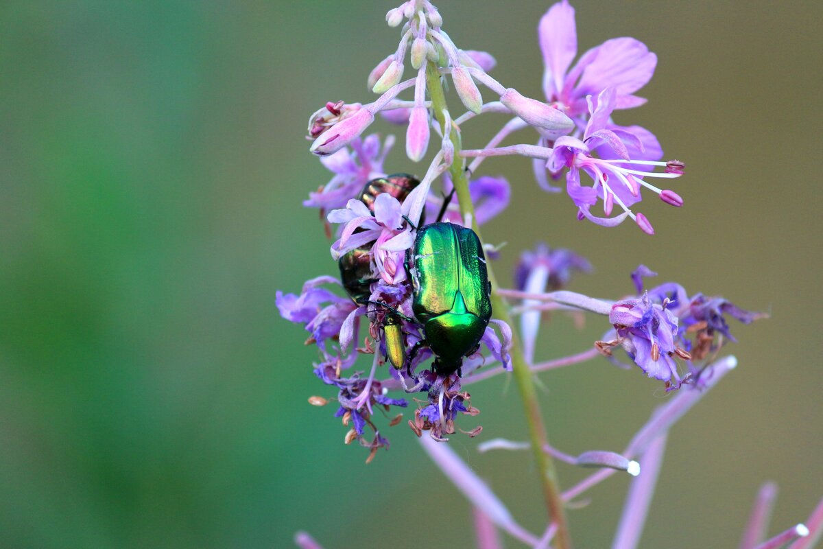 Br - Андрей Л. В. Br - Андрей Л. В.