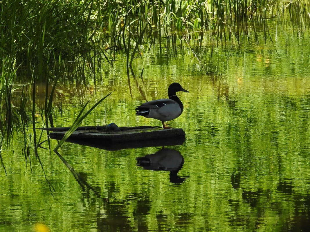 весна - ИННА ПОРОХОВА