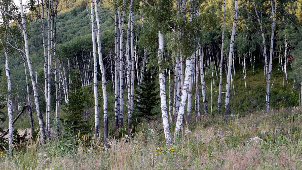 *** - владимир 