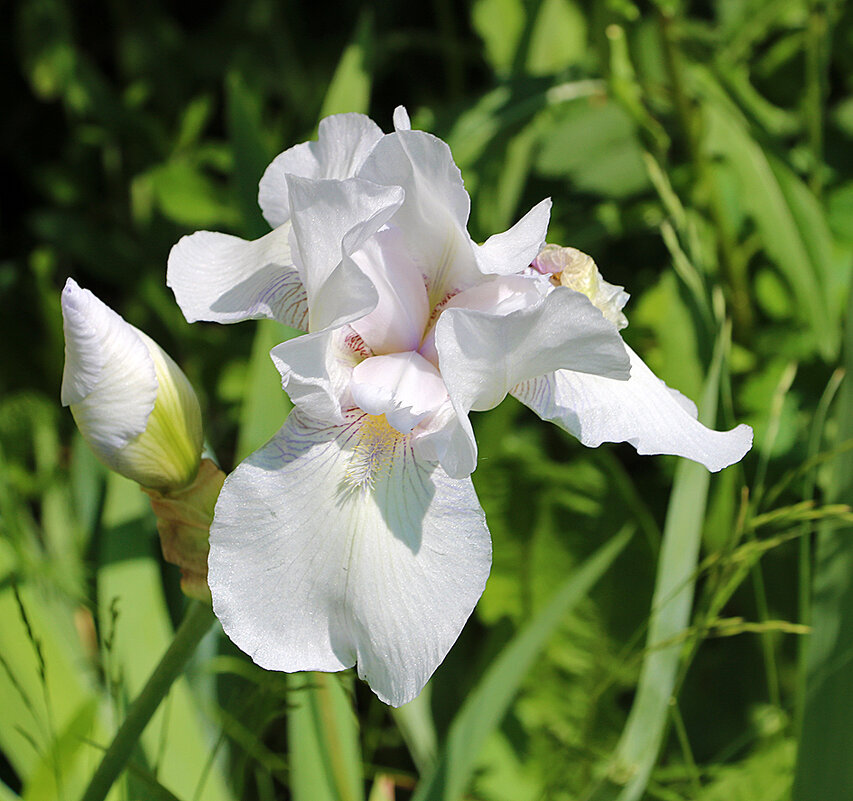 Белый красавец - Светлана 