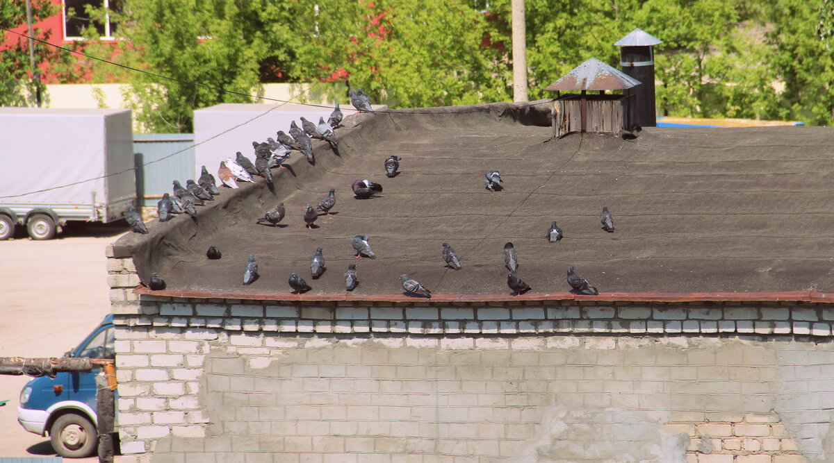 Фура с голубями - Елена Минина Фура с голубями - Елена Минина