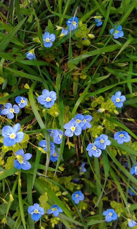 Вероника персидская - Сергей Карачин