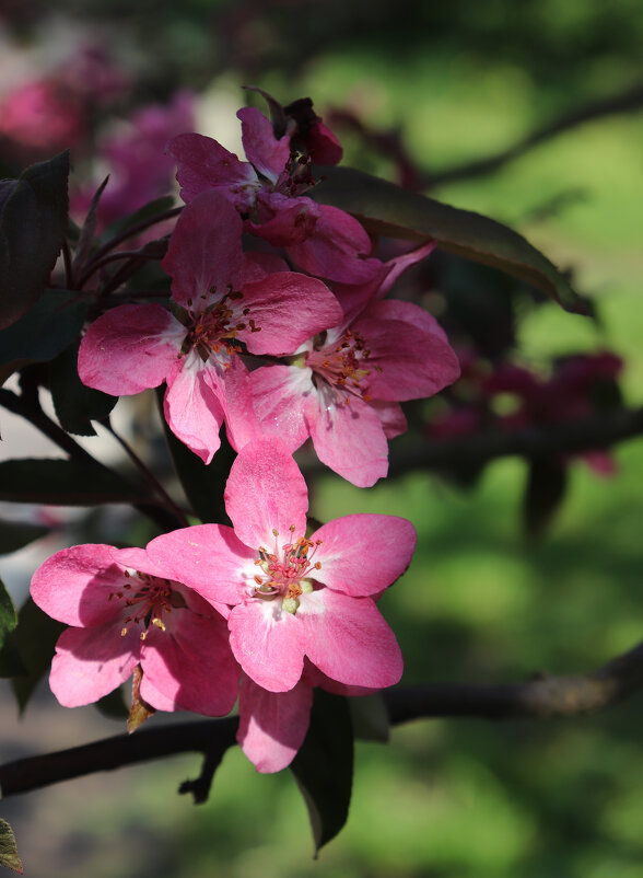 Яблоня в цвету! - Наталья Лунева Яблоня в цвету! - Наталья Лунева