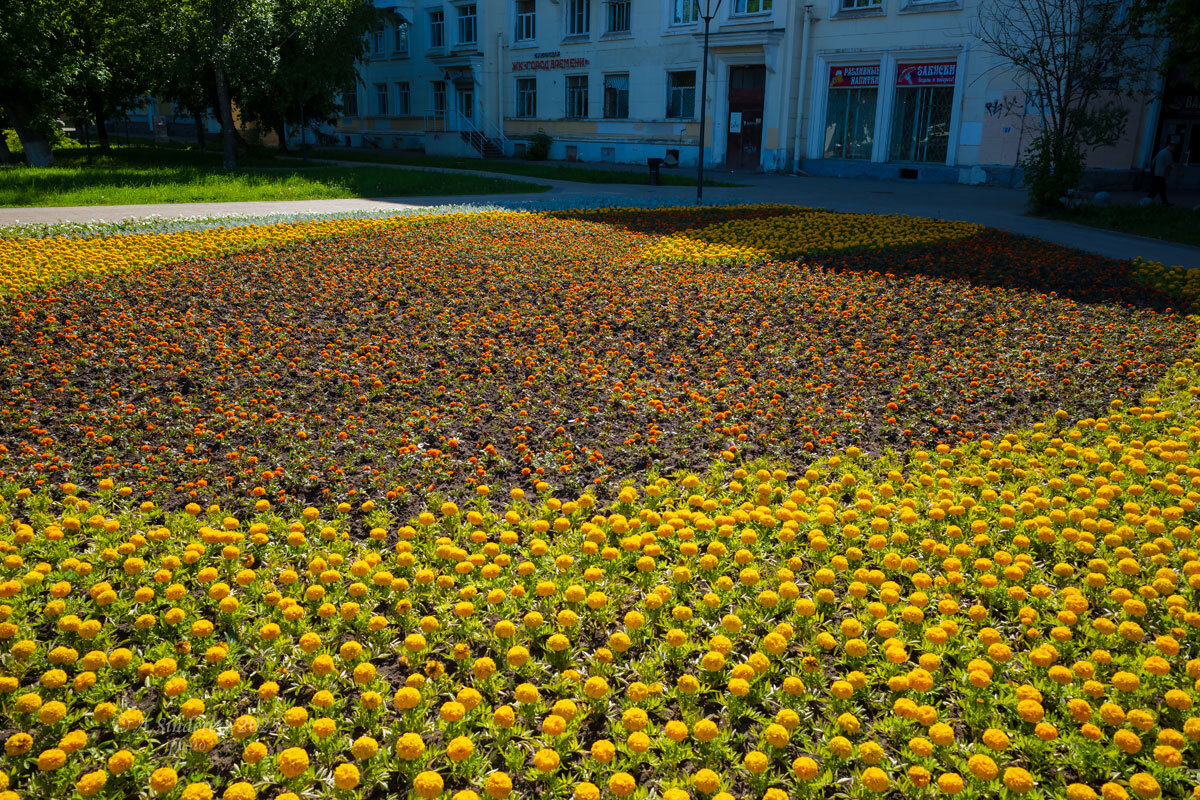 Цветы на улицах города - Александр Синдерёв